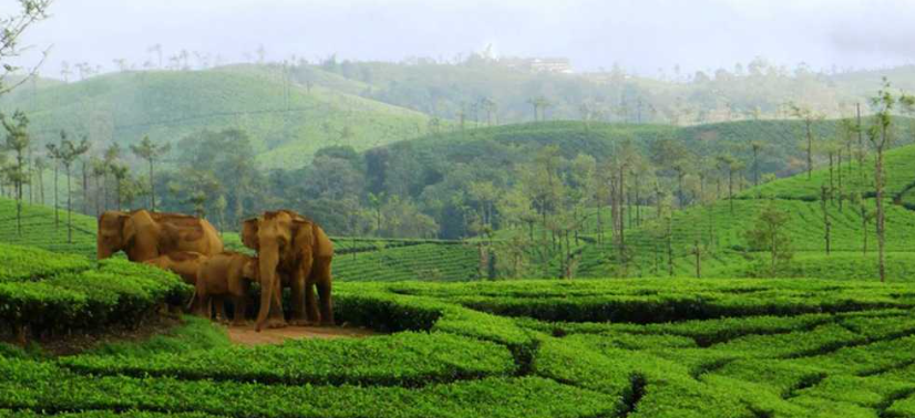 Meghamalai tour package
