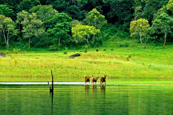 Thekkady tour package